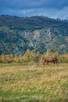 Horses in mountain ranch, Altay Russia