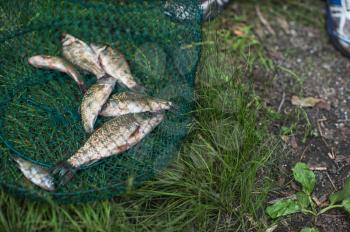 Caughted crucian carp in a fishnet