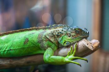 Closeup portrait of iguana on the branch