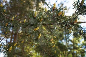Green mountain pine closeup with young cones