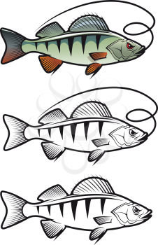 Perch fish in three variations isolated on white background for fishing mascot and emblem design