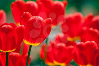 Royalty Free Photo of Red Tulips