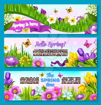 Spring flower banner set. Springtime floral background of green grass with tulip, narcissus, lily of the valley and crocus flowers with flying butterflies. Spring holidays greeting card, poster design