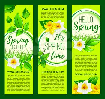 Hello Spring vector banners set with blooming daffodils and narcissus blossoms. Springtime holiday design of flowers bunch bouquets with green grass and leaves on sunny meadow lawn