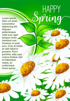 Happy Spring greeting card with blooming flowers. White daisy flower with green leaf and text layout cartoon poster for spring season or springtime holidays themes design