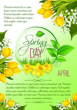 Spring day holidays vector greeting poster. Springtime blooming yellow tulips bunches and white lily flowers bouquet on sunny meadow or lawn green grass. April time season best wishes template
