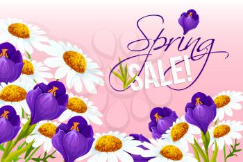 Spring Sale vector poster with flowers. Springtime holiday shopping promo discount offer design template of blooming spring chamomile or daisy and blue crocuses blossoms