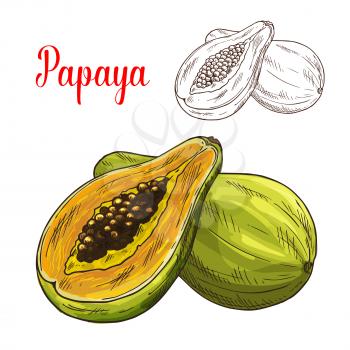 Papaya sketch. Vector isolated fruit icon of exotic papaw or pawpaw cut or sliced to flesh. Tropical Asian or Mexican papaya fruit symbol for grocery store, shop and farm market