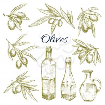 Olives branches and olive oil bottles and pitchers icons set. Vector sketch symbols of fresh green olive fruits harvest for Italian cuisine design or extra virgin oil food or cosmetic product packagin