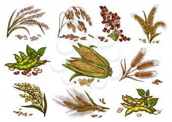 Cereals and grain plants vector set. Isolated symbols of wheat and rye ears, buckwheat seeds and oat or barley millet with rice sheaf. Agriculture harvest of corn cob and farm legume beans or pea