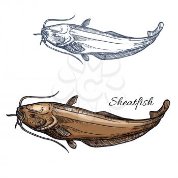 Sheatfish sketch vector fish icon. Isolated freshwater lake or catfish or burbot fish species. Isolated symbol for seafood restaurant sign or emblem, fishing club or fishery market