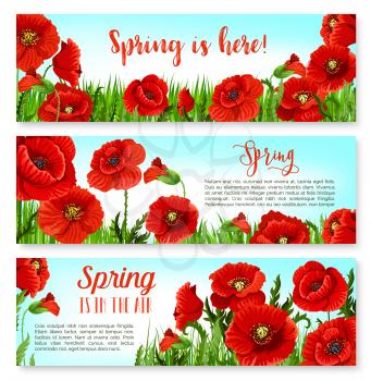 Spring holiday banners design with blooming poppy flowers and flourish cherry blossom of orchid petals on green grass meadow. Vector set of springtime holiday quotes and wishes