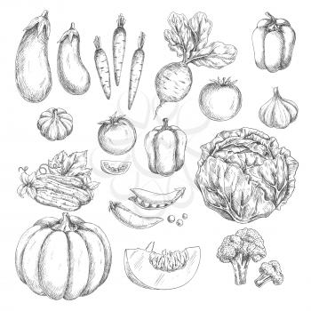 Vegetables vector icons set. Isolated sketch pumpkin and carrot, radish or beet and bell pepper, cabbage, tomato or cucumber. Farm fresh harvest of zucchini, cauliflower or broccoli, garlic and pea