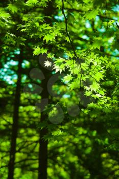 Green maple leaves forest background wih bright sunlight