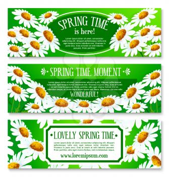 Spring daisy flowers banner set. Blooming white chamomile on green grass field cartoon floral greeting poster for springtime holidays themes design