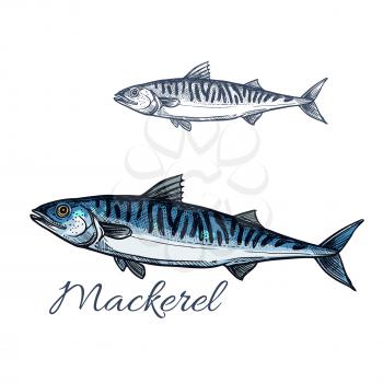 Mackerel sea fish isolated sketch. Atlantic mackerel predatory fish with silver blue body and wavy black lines on spine. Fishing sport badge, fish market label, seafood restaurant menu design