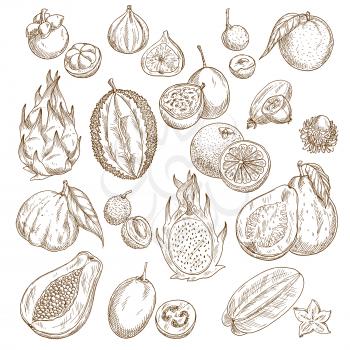 Exotic fruits sketch set. Tropical papaya and orange, feijoa, passion fruit, carambola, dragon fruit and lychee, durian, mangosteen, guava and fig, grapefruit, longan and rambutan. Food themes design