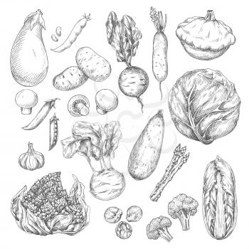 Vegetable and mushroom sketches. Farm broccoli andcabbage, potato, radish and garlic, eggplant, bean, zucchini, beet and pea, kohlrabi, champignon and asparagus, romanesco cauliflower and squash