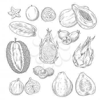 Exotic fruits vector sketch icons. Tropical papaya or mango, passionfruit maracuya and carambola, durian or figs, juicy guava or avocado and feijoa, lichee and mangosteen. Isolated set of whole and cu