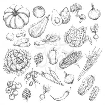 Vegetable harvest vector sketch icons set. Isolated veggies corn or carrot, pumpkin and zucchini squash, broccoli or cauliflower cabbage, tomato, garlic or onion and cucumber. Farm fresh pepper, radis