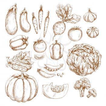 Farm vegetables vector sketch icons. Pumpkin or eggplant and organic harvest of carrot, radish or beet and tomato, vegetarian garlic, pepper or cabbage and green pea or bean, cucumber, cauliflower or 