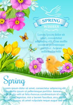 Spring holidays vector greeting card or poster with springtime flowers bouquets. Floral design of blooming tulips, crocuses or daffodils, lily blossoms and narcissus with butterflies and chick on sunn