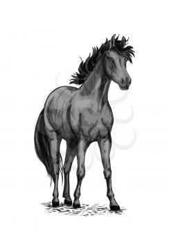 Horse or wild racehorse mustang. Black trotter or racer stallion vector sketch symbol for equine sport races or rides and equestrian racing contest or exhibition