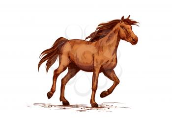 Horse or wild arabian racehorse. Brown mustang trotter or racer stallion vector sketch symbol for equine sport races or rides and equestrian racing contest or exhibition