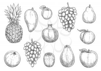 Exotic fruits and farm grown harvest sketch icons. Vector isolated symbols of tropical pineapple, grape or apple and pear, orange or tangerine and mango or papaya with juicy plum