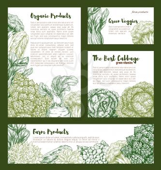Cabbage and leafy vegetables posters and banners of white or red cabbage, cauliflower or broccoli and brussels sprouts, chinese napa and romanesco or kohlrabi and pak choi kale veggies for farm market