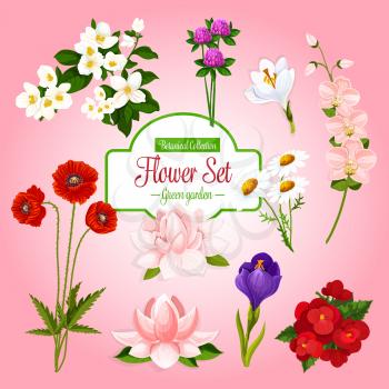 Spring flowers set for botanical poster. Vector bouquets of garden poppy, orchid branches, clover and begonia blossoms, iris or crocus and daisy bunch, magnolia or snowdrop and jasmine in bloom