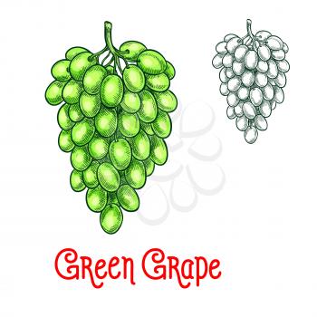 Green grape fruit sketch. Vector isolated icon of fresh grapes berries cluster. Sweet juicy grape bunch symbol for jam and juice, raisins product label or grocery store, shop and farm market design