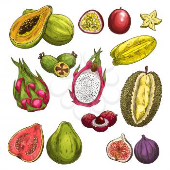 Exotic fruits vector sketch icons. Isolated set of durian, carambola starfruit and guava or figs, tropical feijoa and juicy papaya, lichee or rambutan and passion fruit maracuya or dragon fruit pitaya
