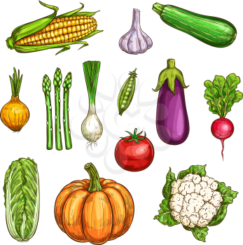 Vegetable sketches set of fresh farm veggies. Tomato, garlic and onion, radish, cabbage and eggplant, zucchini, corn and pumpkin, asparagus, cauliflower and green pea for agriculture themes design