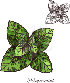 Mint leaf sketch of peppermint or spearmint green branch. Mint spice herb and aroma plant for food and drink flavoring, seasoning ingredient and spice shop label design