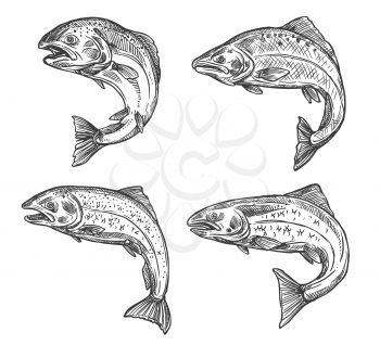 Salmon and trout fish vector sketch isolated icons. Fishing symbols, seafood and fisher catch freshwater river trout and saltwater sea salmon in monochrome sketch
