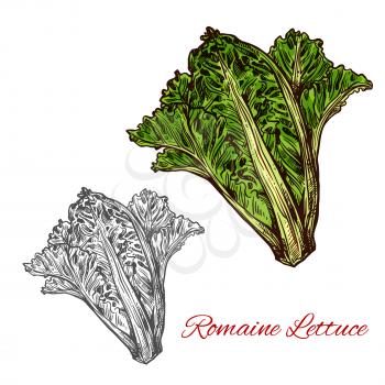 Romaine or cos lettuce sketch of leaf salad vegetable. Fresh bunch of lettuce plant with dark green leaf, light ribs and heart icon for organic farming, vegetarian and diet nutrition ingredient design
