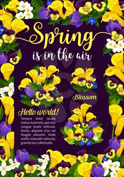 Spring flower greeting banner of Springtime Season Holiday. Flower bunch and blooming garden plant festive poster with frame of calla lily, crocus, pansy and jasmine blossom, green leaf and floral bud