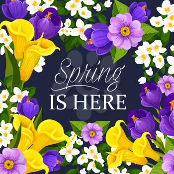 Spring is here quote for seasonal springtime wishes greeting card. Vector design of daffodils, tulips and crocuses bouquet, floral blooming snowdrops, crocuses or violets and callas lily flowers
