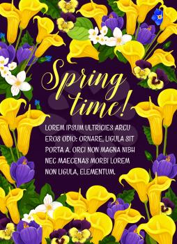 Spring time poster for seasonal holiday greetings and wish quotes. Vector floral design of blooming flowers, orchid blossoms or crocuses bunch and springtime calla lily flowers bouquets