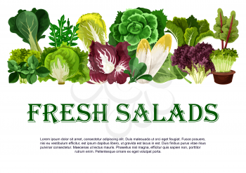 Salads and leafy vegetables poster for farm market. Vector chicory, radiccio or arugula and chinese cabbage, oakleaf lettuce or sorrel and pak choi, farm garden spinach, batavia and iceberg lettuce