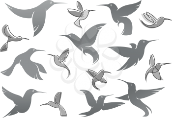 Colibri or humming bird icons. Vector isolated set of flying birds with spread flittering wings. Swallow, parrot or dove bird symbol of freedom and peace or interior decor design
