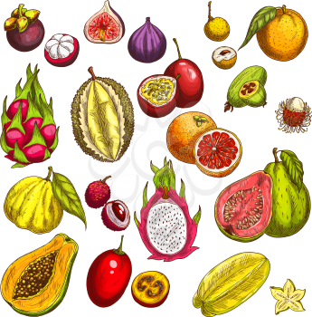 Exotic tropical fruits sketch icons. Vector isolated set of durian, papaya or juicy feijoa and lychee, banana or rambutan and dragon fruit and mangosteen, orange or lemon and pomelo or passion fruit