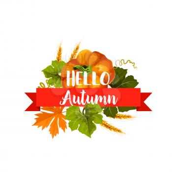 Hello Autumn icon of fall season leaf and harvest vegetable. Orange maple leaf and pumpkin veggies isolated symbol with ribbon banner and wheat ears. Autumn harvest and Thanksgiving Day themes design