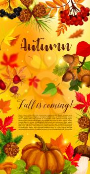 Autumn banner with pumpkin, fallen leaf. Fall season harvest pumpkin vegetable with orange maple foliage, forest mushroom, branch of acorn, rowanberry and briar berry, pinecone for autumn card design