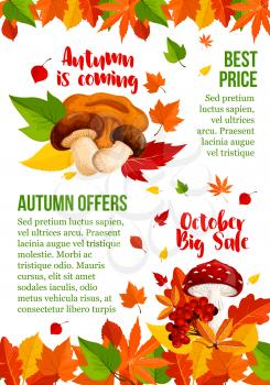 Autumn sale poster template of maple leaf, oak acorn and birch foliage for autumn seasonal shopping design of best price. Vector rowan tree berry harvest, amanita and chanterelle mushroom