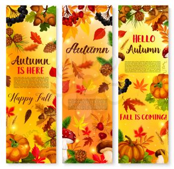 Hello Autumn or Fall is coming here banners. Vector September forest nature harvest of pumpkin, rowan berry and acorns, falling leaves of maple, oak or poplar tree for autumn season design