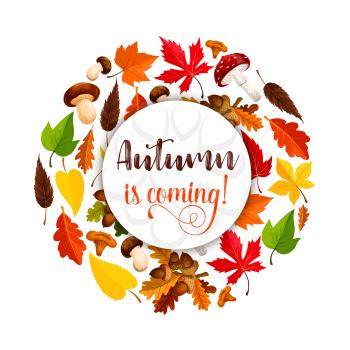 Autumn is coming poster for seasonal greeting card template. Vector design of falling maple, oak, aspen and rowan tree leaf with acorn, mushrooms and rowanberry berry September harvest