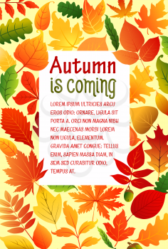 Autumn is coming poster template of foliage and fall leaves for seasonal greeting card design. Vector autumn foliage of maple leaf, oak acorn or rowan and birch, poplar or aspen and elm tree leaves