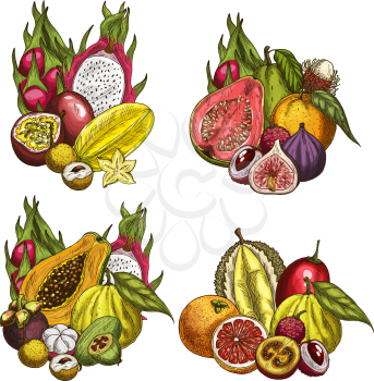 Exotic fruit and tropical berry colorful sketches. Papaya, orange and durian, carambola, passion fruit, feijoa and dragon fruit, guava, lychee and fig, mangosteen, grapefruit, longan and rambutan